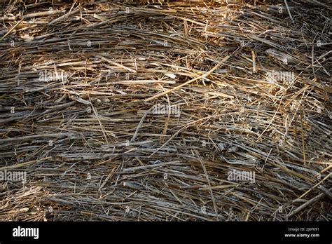 Texture Side View Of Hay Bale Stock Photo Alamy