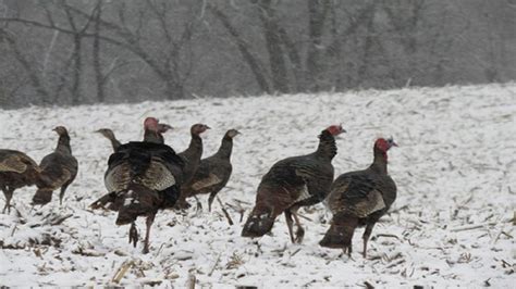 Maryland Winter Turkey Season Harvest Up 25 The Southern Maryland