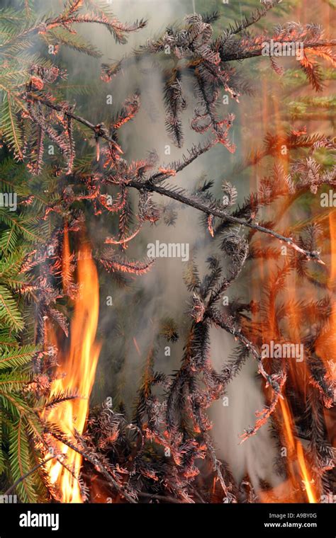 Burning Pine Tree Branches Hi Res Stock Photography And Images Alamy