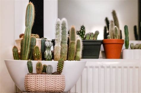 Cactus Care Method How To Grow Indoor Cactus Plants