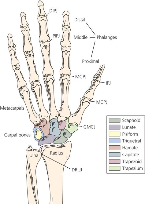 2 Pain In The Wrist And Hand Musculoskeletal Key
