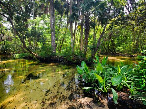 David Moynahan Photography Florida Swamps