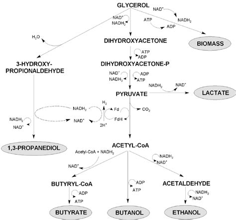 Metabolic Pathways Of Anaerobic Glycerol Fermentation By C Butyricum