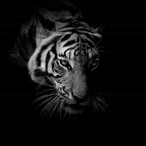Fierce Tiger Stock Photos Pictures And Royalty Free Images Istock