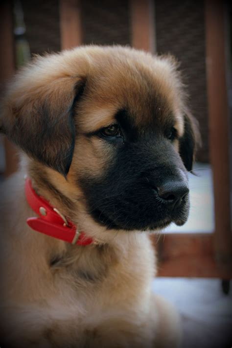60 Best Images About Leonberger On Pinterest Beautiful