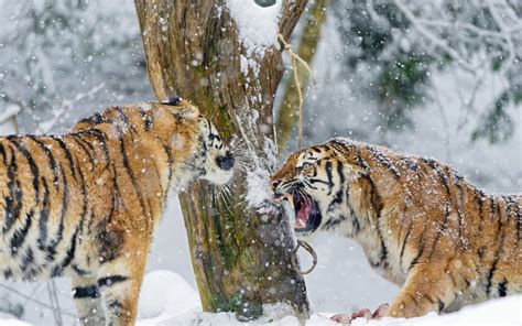 Tiger Winter Snow Animals Wallpapers Hd Desktop And Mobile Backgrounds