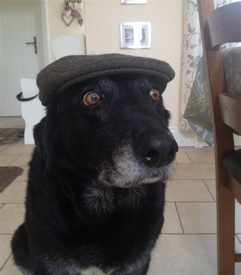 Old Dog With Hat Blank Template Imgflip