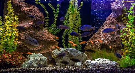 Tapety Zdjęcia Ryby Akwarium Roślinność Kamienie
