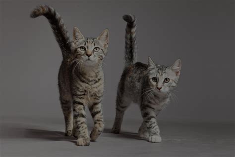 Furry friends class this class is perfect for teaching kids what it takes to care for a dog or a cat. Veterinarian in San Francisco | Vet Near You | Animal ...