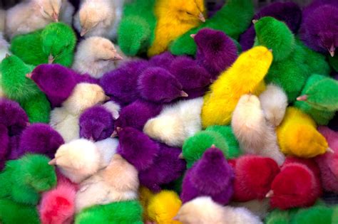 Dyeing Easter Chicks Raises Concerns The New York Times