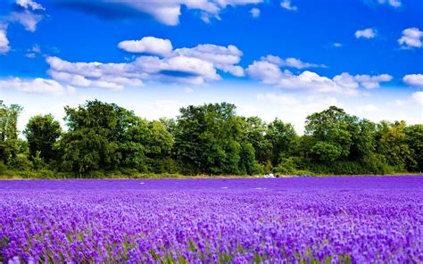 Lavender is a light shade of purple.it applies particularly to the color of the flower of the same name.the web color called lavender is displayed at right—it matches the color of the very palest part of the lavender flower; Beautiful Lavender - Flowers Photo (34658251) - Fanpop