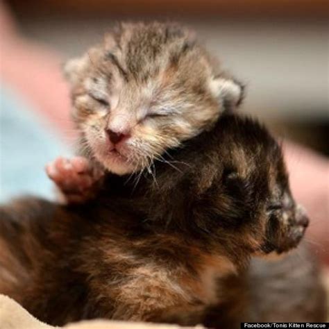 tiny rescued kittens huddle together for warmth photos huffpost