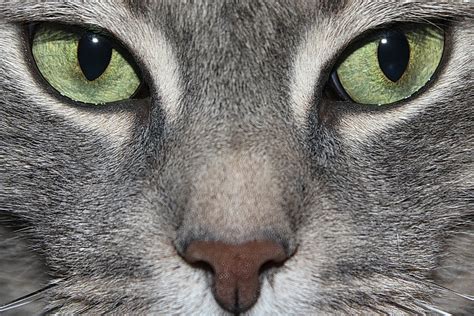 Free Photo Cat Green Eyes Cat Eye Animal Free Image On Pixabay