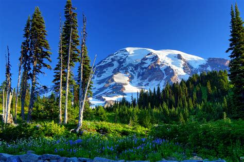 Wallpaper Trees Landscape Mountains Flowers Lake Nature