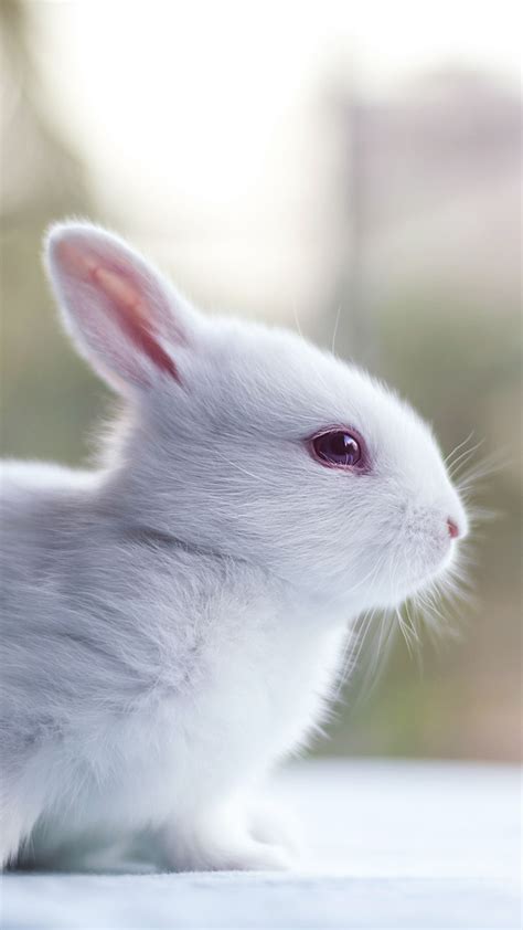 70 Wallpaper Rabbit Cute Hd Pictures Myweb