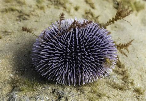 Are Sea Urchins Alive Explained Bubbly Diver