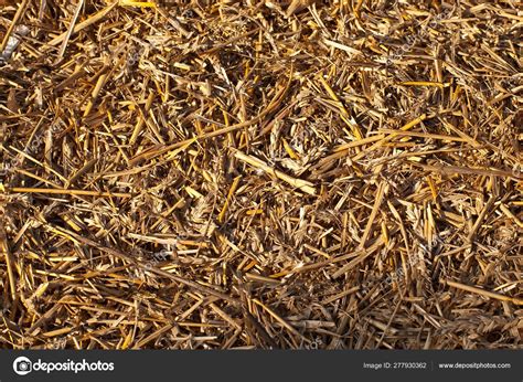 Texture Yellow Hay Dry Grass Collected Drainage Hay — Stock Photo