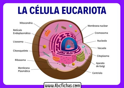 Estructura Y Partes De La Celula Eucariota Abc Fichas Porn Sex Picture