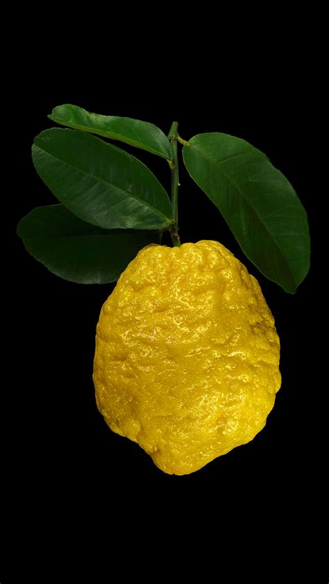 Citron Citrus Medica ‘maxima Flora Obscura