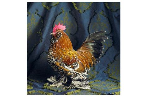 Belgian Bearded Duccle Mille Fleur Bantam Cock Chicken Breeders