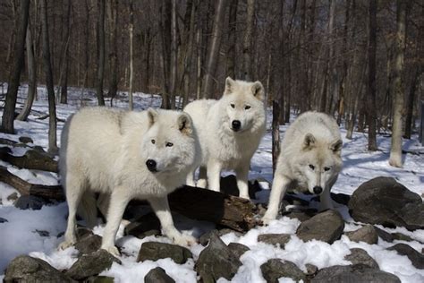 Arctic Wolf Wolf Facts And Information
