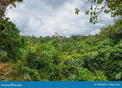 Lush Undergrowth Jungle Vegetation In The Dense Rainforest Of Monkey