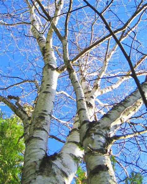 Birch Tree Branches Picture