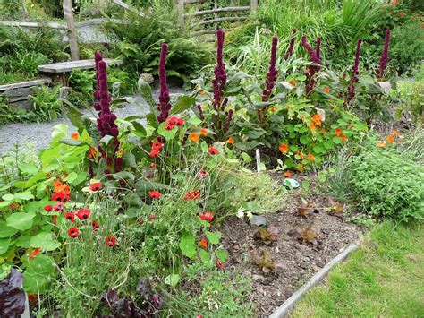 Growth In Gardening: Companion Gardening - Urban Organic Gardener