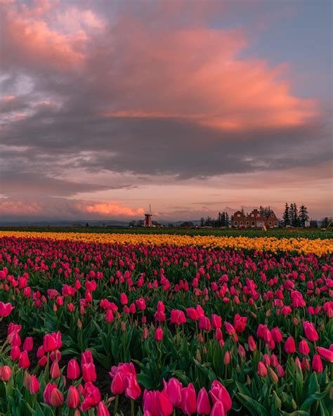 Wooden Shoe Tulip Festival In Oregon Usa Photo By Nick N1ckon