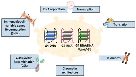 Molecules Free Full Text Roles Of G4 Dna And G4 Rna In Class Switch