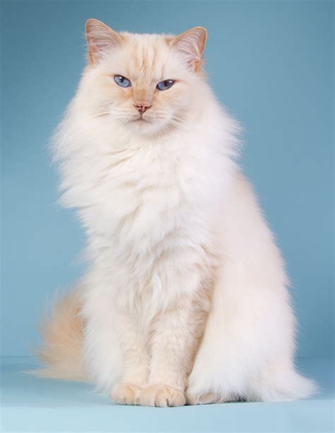 Ragdoll cats come in a variety of colors, including lilac, cream, seal, and chocolate. 230 Ragdoll Cat Names - Great Ideas For Naming Your ...