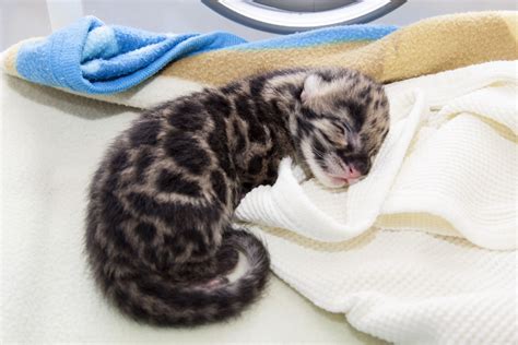 Denver Zoo Is Celebrating The Birth Of Two Clouded Leopard Cubs A Male