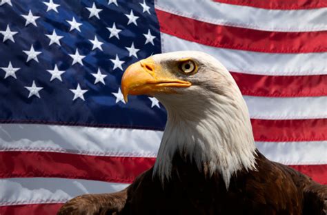 Portrait Of A Bald Eagle In Front Of An American Flag Stock Photo