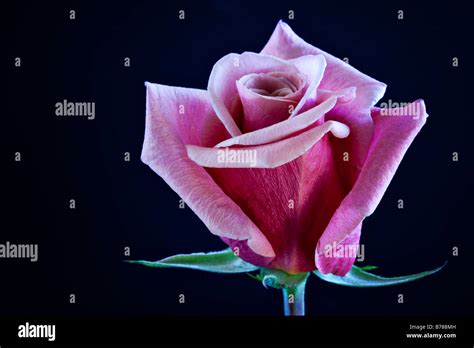 Single Long Stemmed Pink Rose On Dark Blue Background With Copy Space