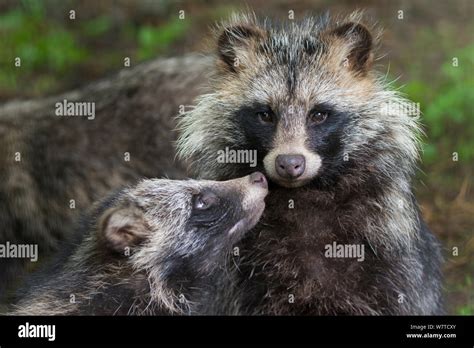 Raccoon Dog Nyctereutes Procyonoides With Cub Captive Native To