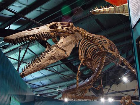 Americas Best Dinosaur Exhibits Travel Channel