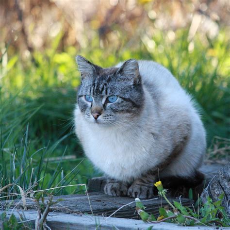 Siamese Tabby Cat Picture Free Photograph Photos