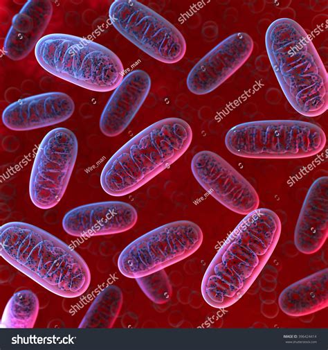Mitochondria Microbiology 3d Illustration 396424414 Shutterstock