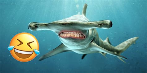 That was fun, wasn't it? Sharks With Human Teeth Is The Funniest Thing You'll See ...