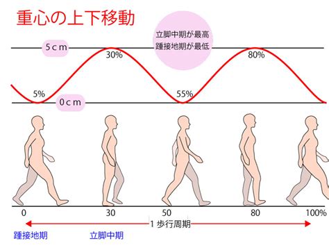 歩行時における「上下・側方の重心移動」と「各関節の運動」