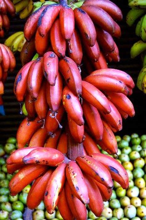 Super Food The Red Bananas And Their Health Benefits