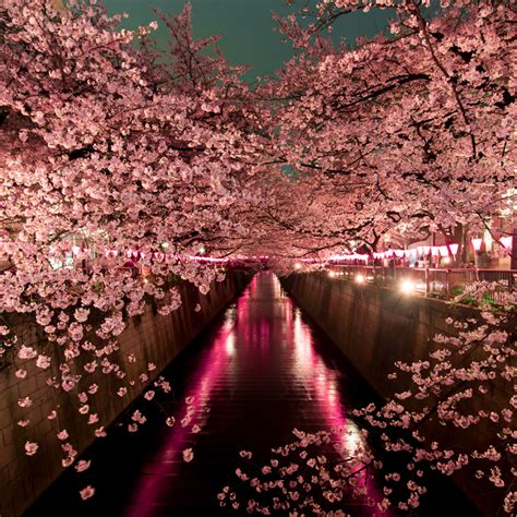 Tokyo Cherry Blossom And Neon Lights Asian Wealth Magazine