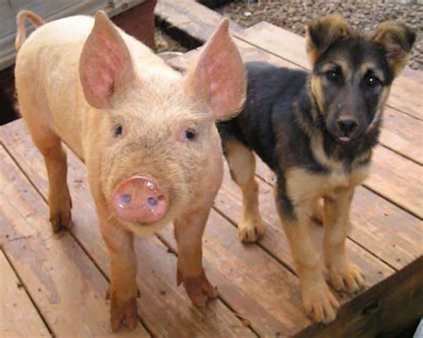 Pig And Dog Hawaivel