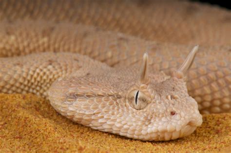 Arabian Horned Viper Cerastes Gasperettii Desert Animals Snake Viper