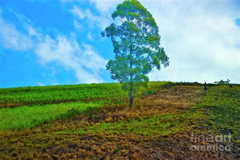 Tree On A Hill Photograph By Rick Bragan Fine Art America