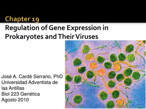 Ppt Chapter 19 Regulation Of Gene Expression In Prokaryotes And Their