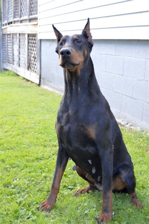 Doberman Pinscher