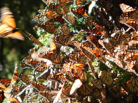 ¡ya Abrieron Sus Puertas Los Santuarios De Las Mariposas Monarca Comisión Nacional De Áreas