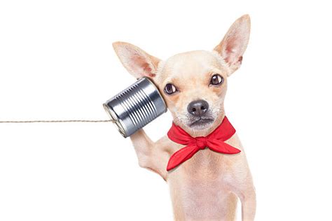 Dog Microphone Stock Photos Pictures And Royalty Free Images Istock