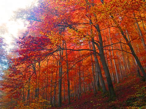 Amazing Autumn Forests 15 Photos